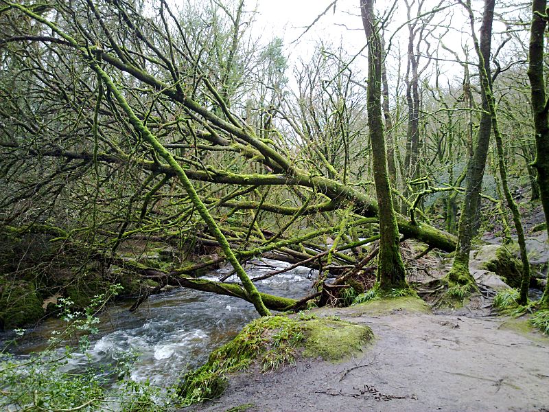 Golitha Trees Down