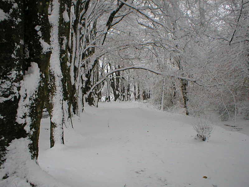 Golitha in the Snow Beech Avenue