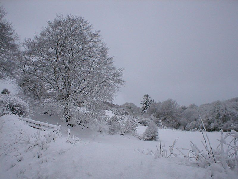 Golitha down lane in the Snow