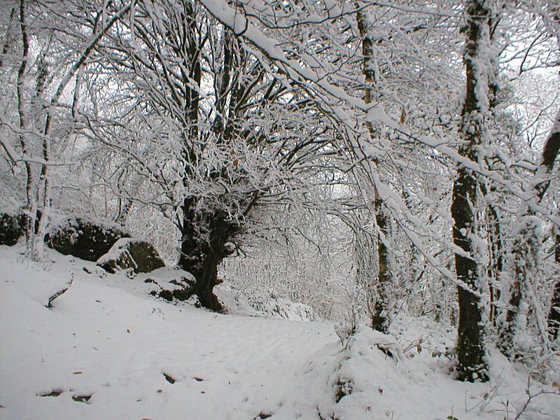 Golitha Track in Snow