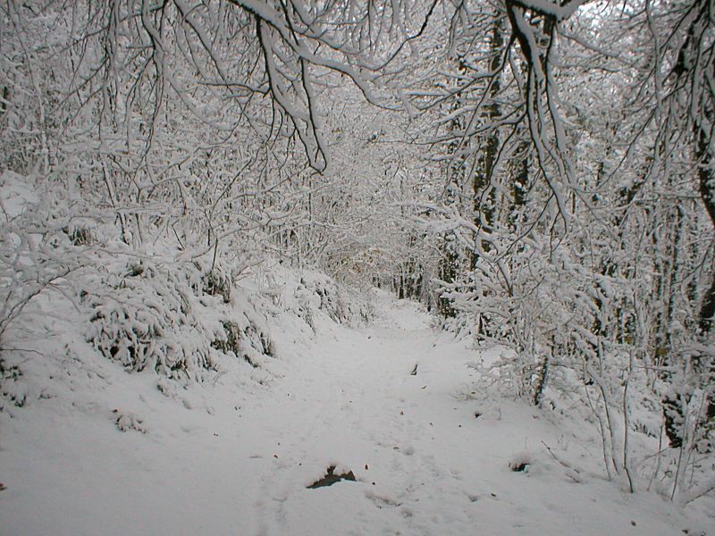 Golitha Track in Snow