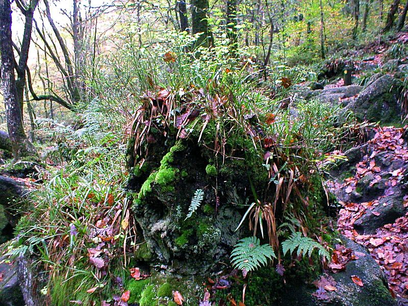 Golitha Old Man in the Woods