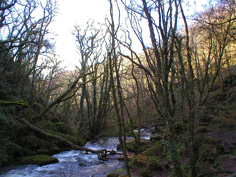 Golitha Falls Winter Evening