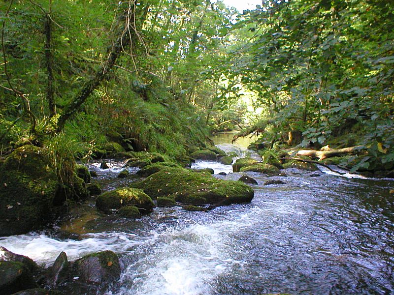 Golitha Falls towards Pool