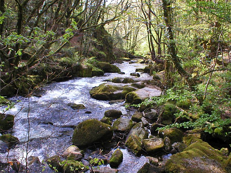 Golitha looking down Upper Falls