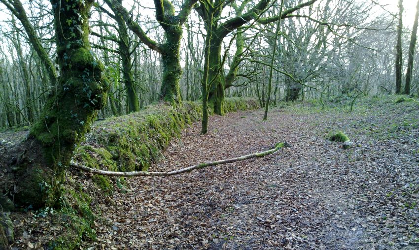 Old wall in Draynes Wood