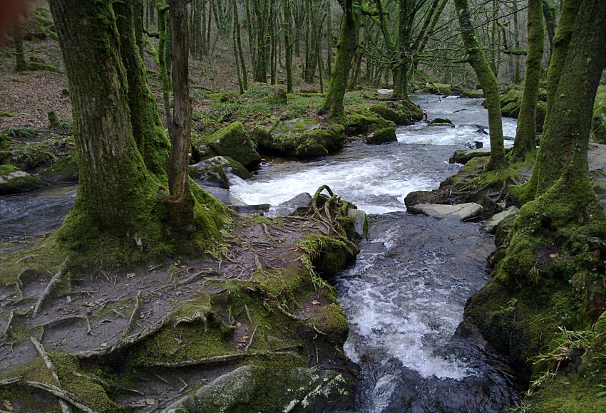 Wheal Victoria Lower Leat