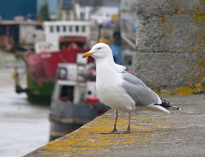 Jonathan at Padstow Harbour