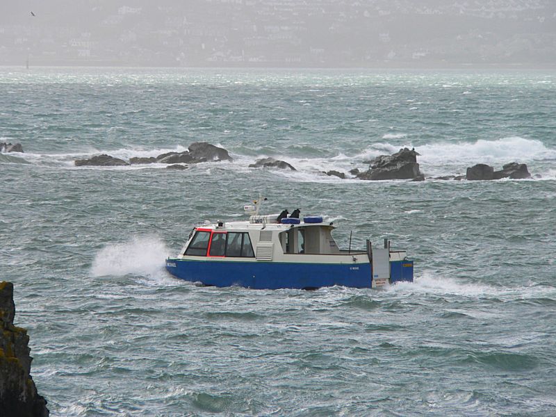 St Michael's Mount Duck