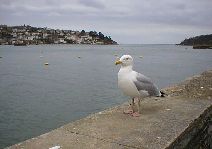 Fowey Harbour Johnathan Livingston