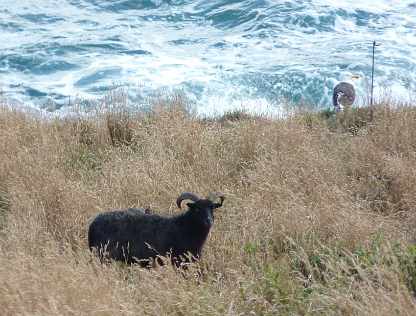 Visit to Looe Island