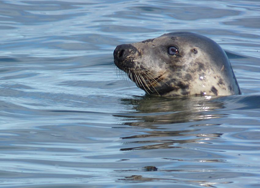 Visit to Looe Island