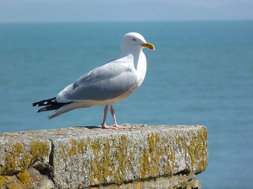 Jonathan Livingston in Looe