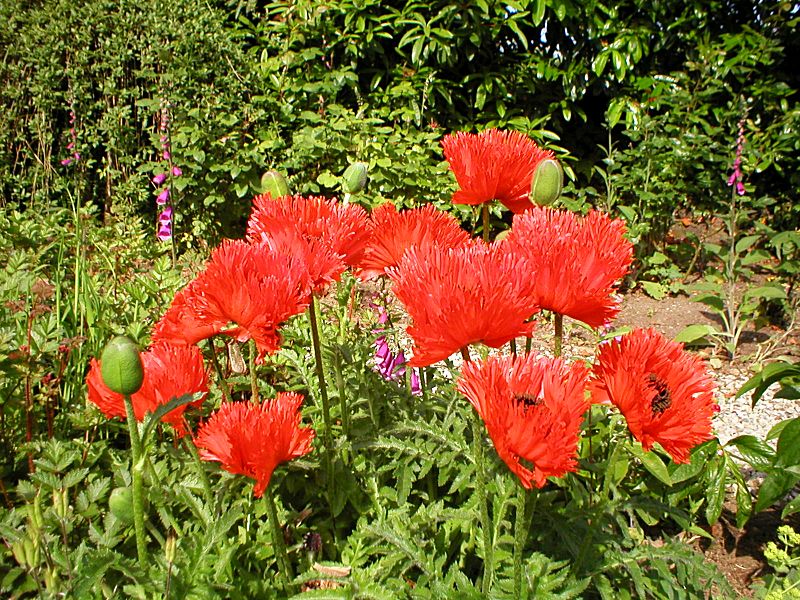 Garden Poppies