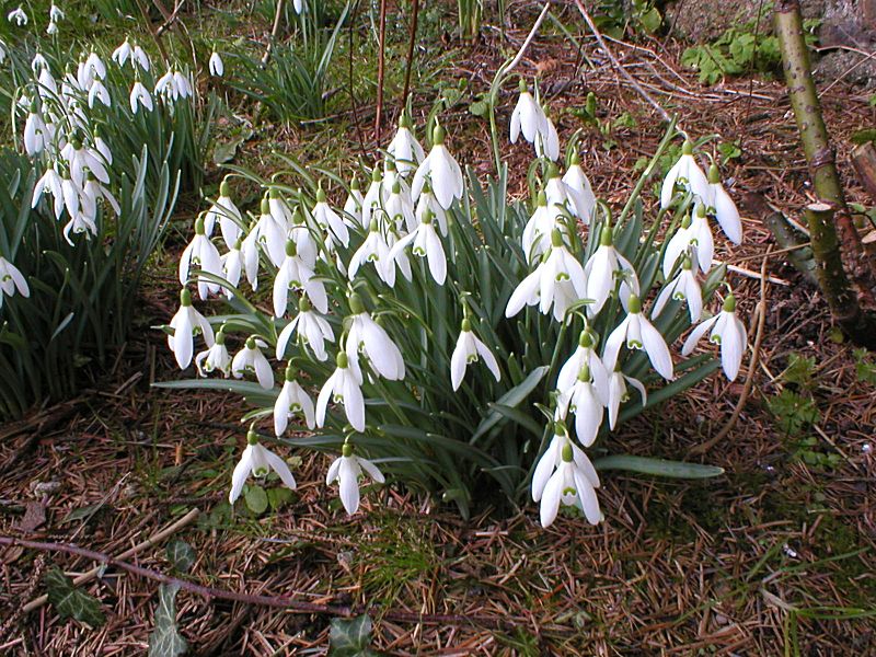 Garden Snowdrops