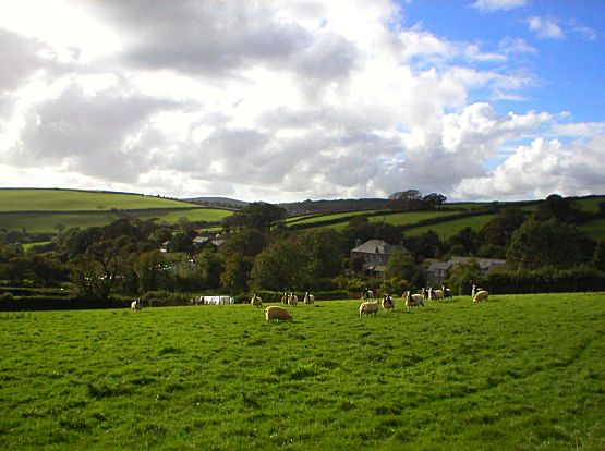 Redgate Hamlet Sheep