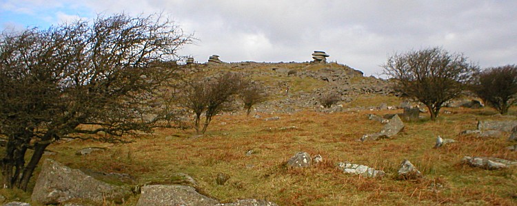 Stunted trees on Bodmin Moor